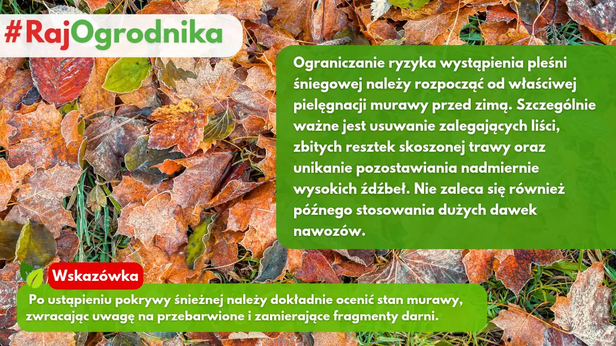 Jak ograniczyć występowianie pleśni śniegowej na trawniku blog sklep rajogrodnika